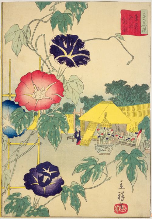 giàn rau muống 1 giàn rau muống 1